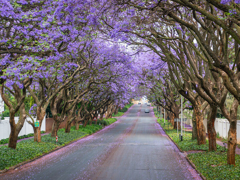 Elegant Güney Afrika’da 4 Ülke Vıctorıa Şelalesi Turu
