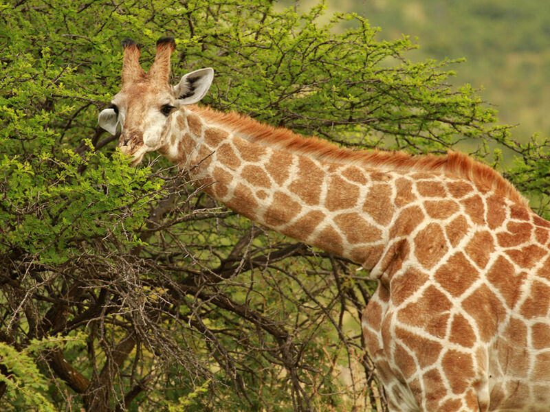 Elegant Güney Afrika’da 4 Ülke Vıctorıa Şelalesi Turu